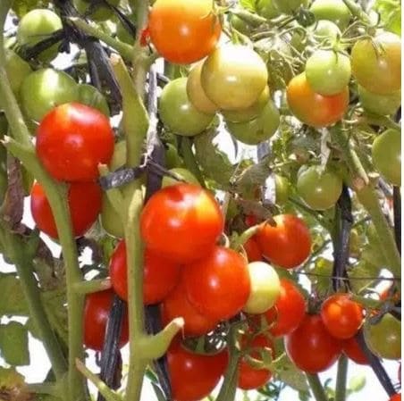 Tomay Sayur Karuna
